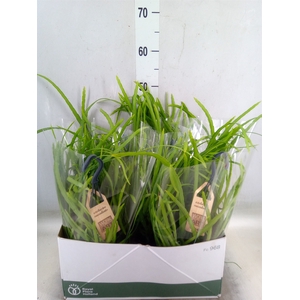 Rhipsalis   ...