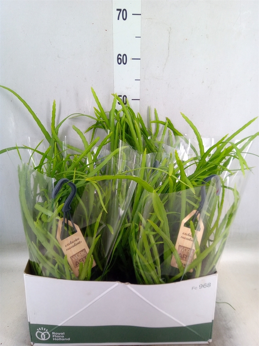 <h4>Rhipsalis   ...</h4>