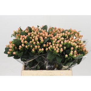 Hypericum Mellow Romance