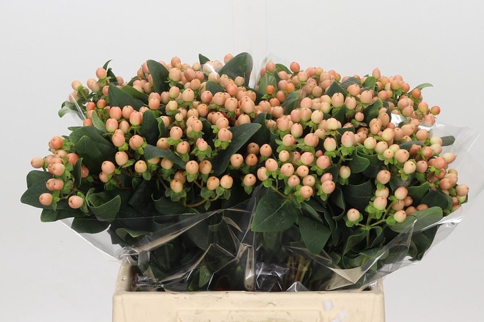<h4>Hypericum Mellow Romance</h4>