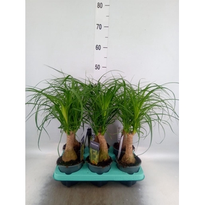 Beaucarnea recurvata