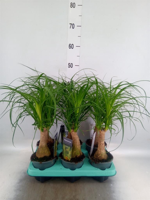 <h4>Beaucarnea recurvata</h4>