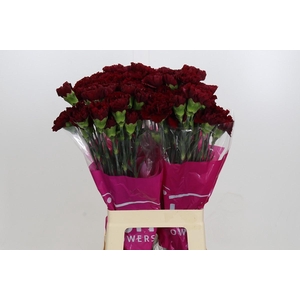 Dianthus St Zurigo