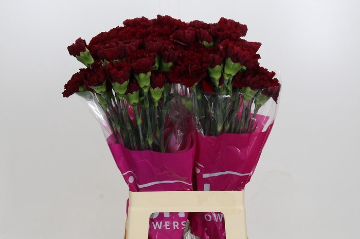 <h4>Dianthus St Zurigo</h4>