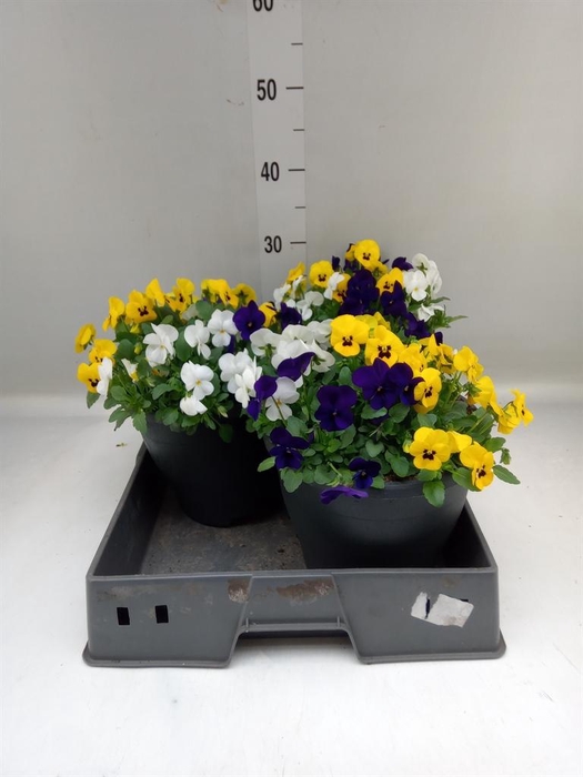 <h4>Viola corn. 'Endurio'   ...mix</h4>