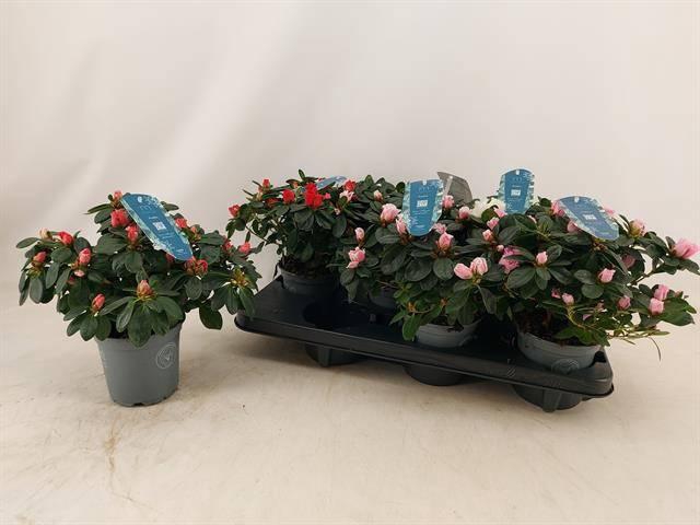 <h4>RHODO MIX P13</h4>