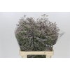 Limonium Tall Pink Emille