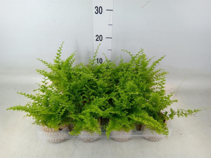 <h4>Nephrolepis exal. 'Green Fantasy'</h4>