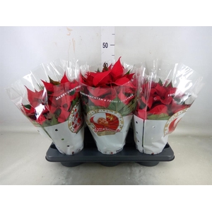 Euphorbia pulc. 'Christ Feel'