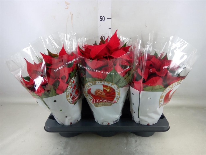 <h4>Euphorbia pulc. 'Christ Feel'</h4>