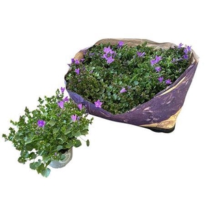 Campanula Port. Blueone 1-15 Op