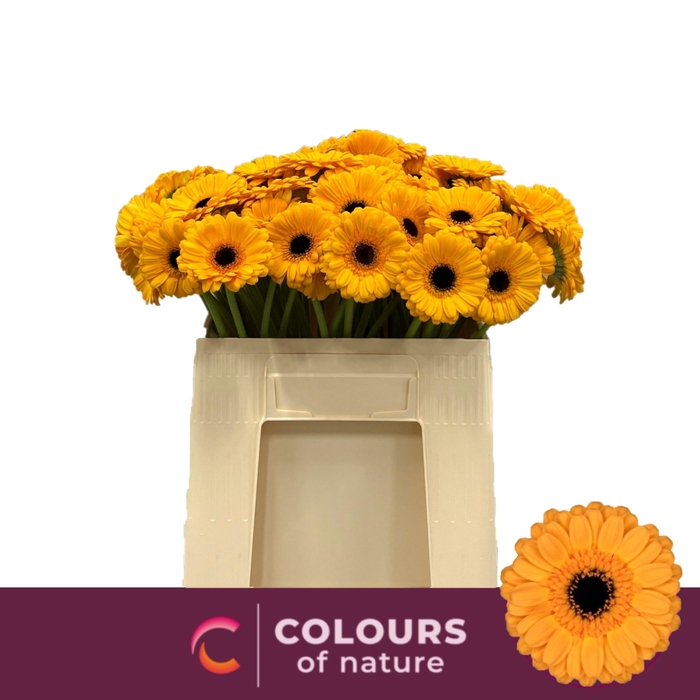 <h4>Gerbera mini Tweety</h4>