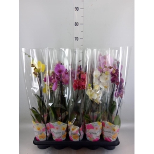 Phalaenopsis   ...