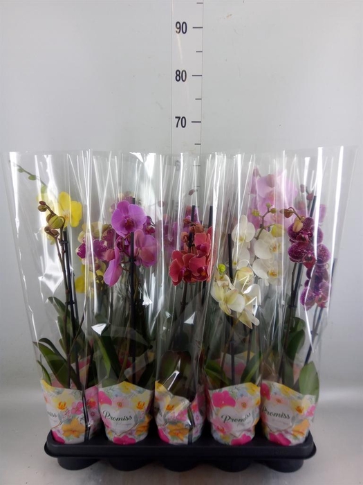 <h4>Phalaenopsis   ...</h4>