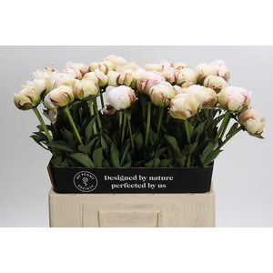 Paeonia Odile