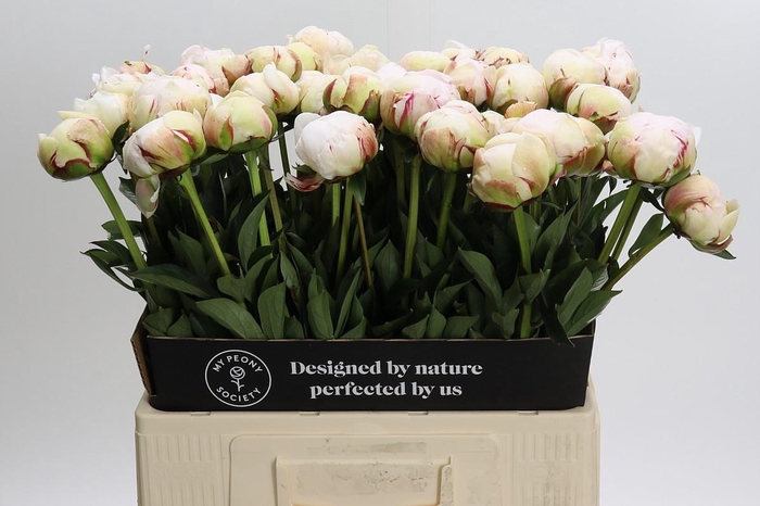 <h4>Paeonia Odile</h4>