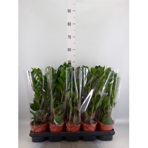 Zamioculcas zamiifolia