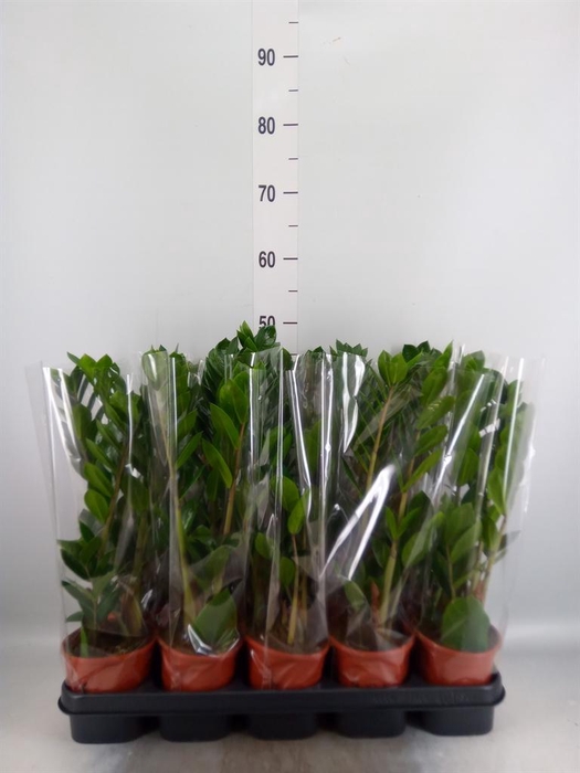 <h4>Zamioculcas zamiifolia</h4>