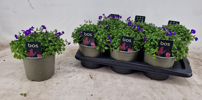 <h4>AUBR GRACILIS</h4>