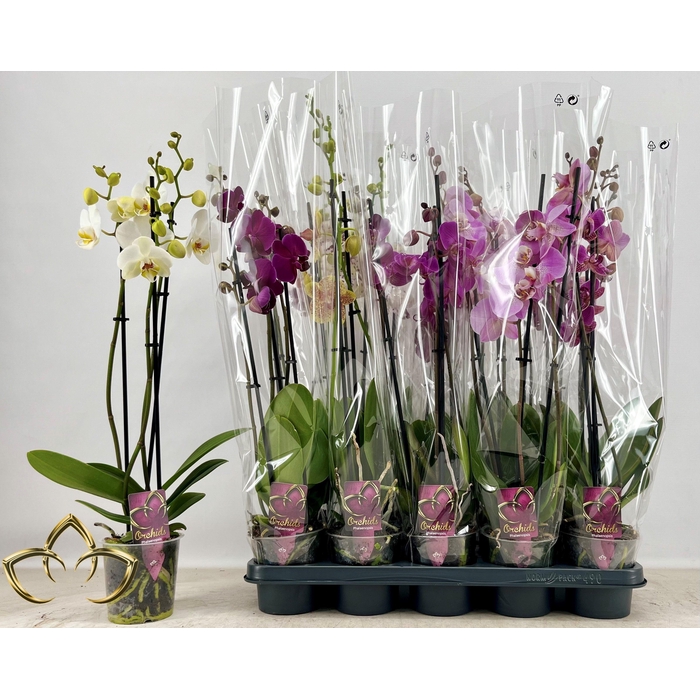 <h4>PHAL GEM</h4>