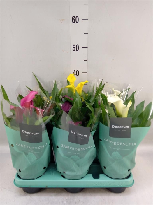 <h4>Zantedeschia   ...mix</h4>