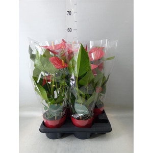 Anthurium andr. 'Minnesota'