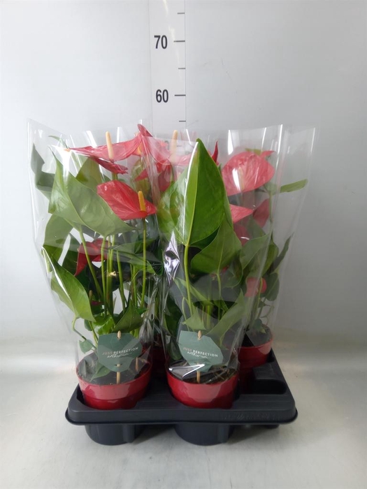 <h4>Anthurium andr. 'Minnesota'</h4>