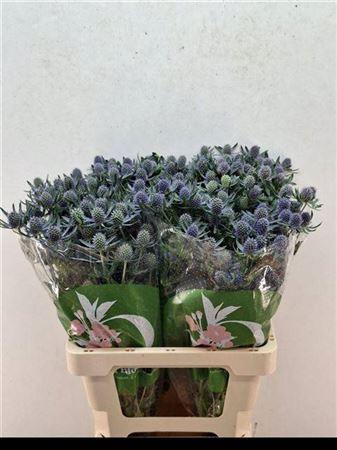 <h4>Eryn Planum Blue 60cm</h4>