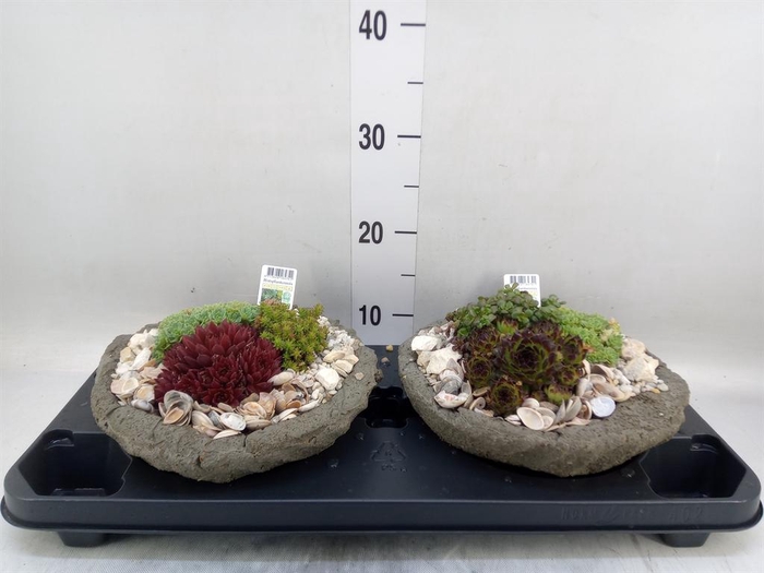 <h4>Arr.   Tuinplanten L%</h4>