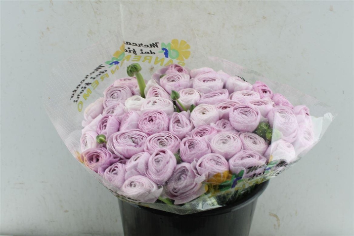 Ran Kloon Extra Nebbia