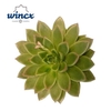 Echeveria Agavoides Cutflower Wincx-12cm