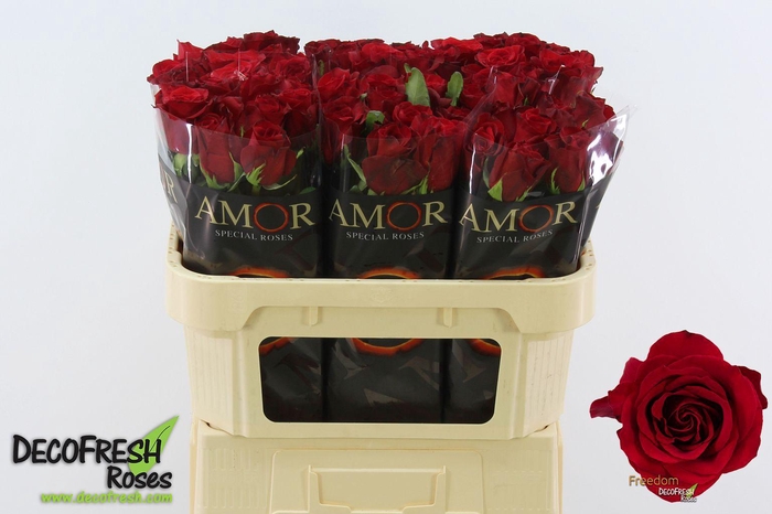 <h4>R Gr Freedom</h4>