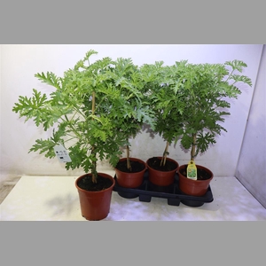 Pel Grav Lemon Tree
