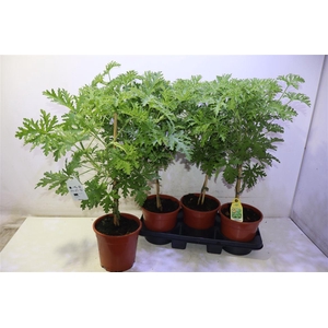 Pel Grav Lemon Tree