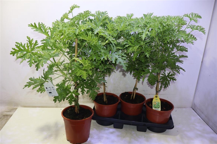 <h4>Pel Grav Lemon Tree</h4>