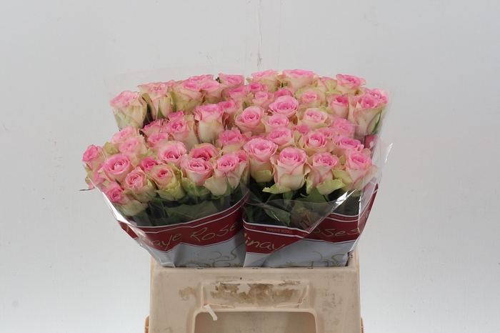 <h4>R Gr Lovely Jewel</h4>