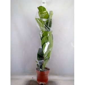 Ficus lyrata