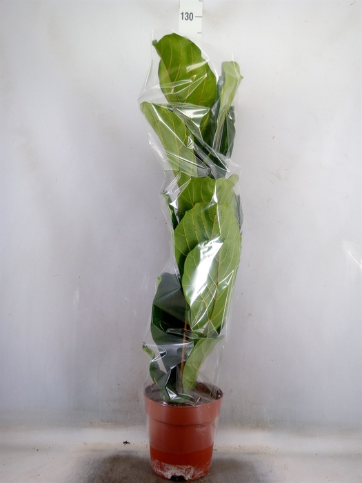 <h4>Ficus lyrata</h4>