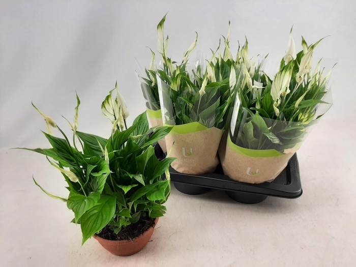 <h4>SPATH CHOPIN</h4>