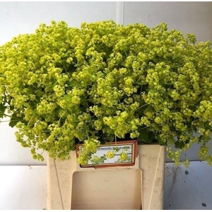 ALCHEM M ROBUSTICA