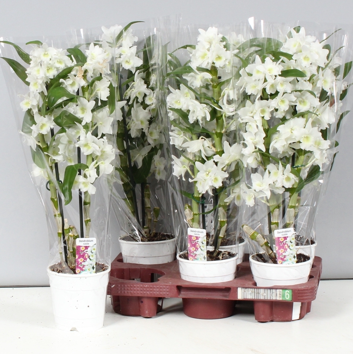 <h4>DENDR N SC APOLLON</h4>