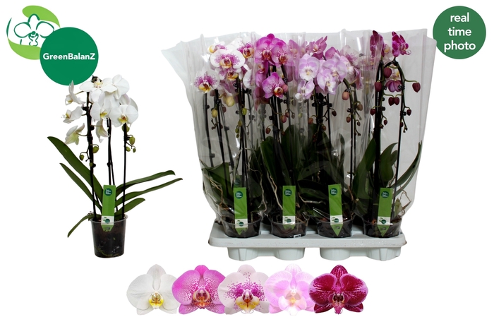 <h4>PHAL EL CASCADE</h4>