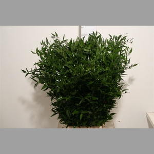 Ruscus Medium 150gr P Bunch