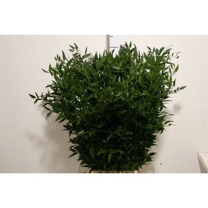 Ruscus Medium 150gr P Bunch