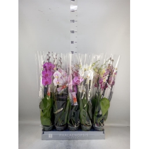Phalaenopsis   ...mix  7