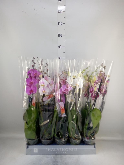 <h4>Phalaenopsis   ...mix  7</h4>