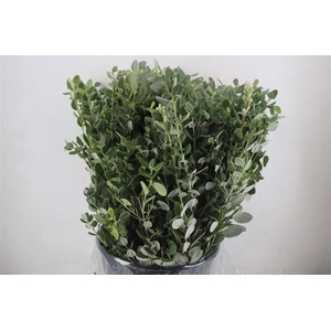 Pittosp Ralphi Leaves 400gr P Bunch