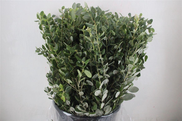 <h4>Pittosp Ralphi Leaves 400gr P Bunch</h4>