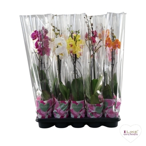 Phalaenopsis mix - 2 tak 70cm basic