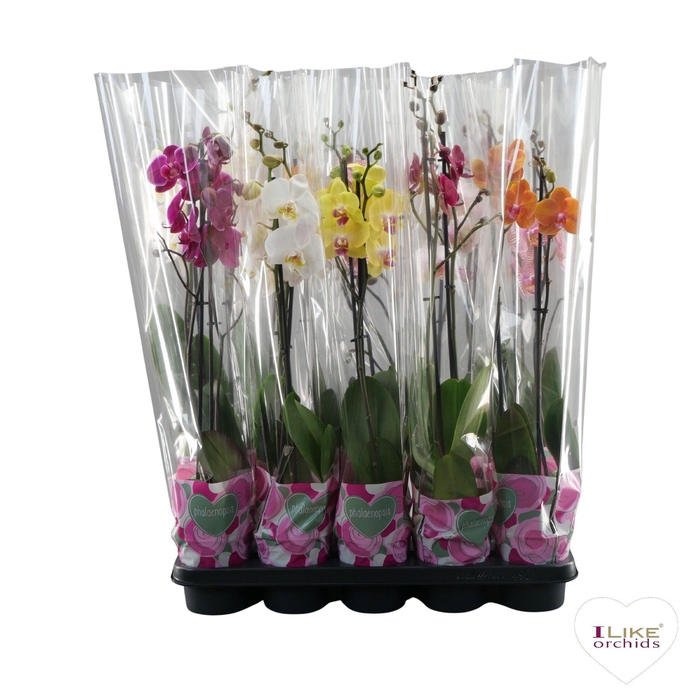 <h4>Phalaenopsis mix - 2 tak 50cm basic</h4>